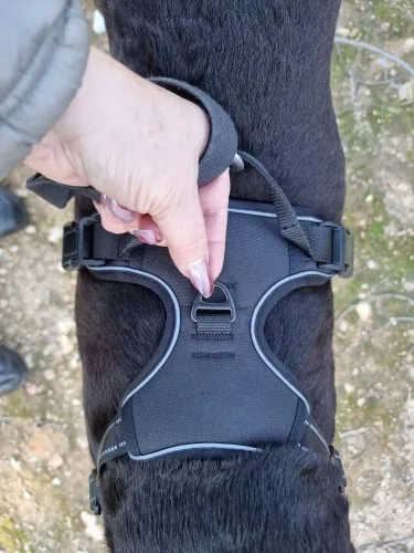 Heelbrook Front-Clip No-Pull Harness photographed by Marta L., a verified buyer